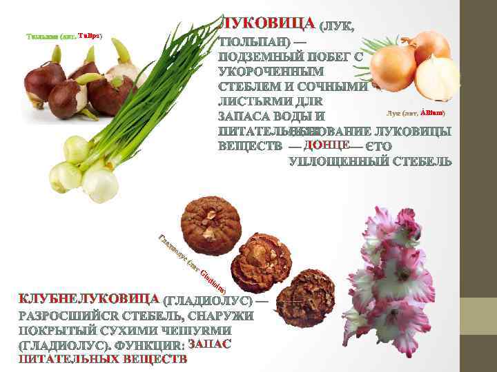 ЛУКОВИЦА Tulipa Állium ДОНЦЕ G la di КЛУБНЕЛУКОВИЦА ol us ЗАПАС ПИТАТЕЛЬНЫХ ВЕЩЕСТВ 