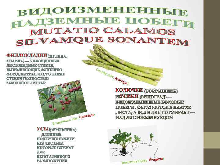 ФИЛЛОКЛАДИИ Сп арж а (л ат Asp r agu s) КОЛЮЧКИ УСИКИ s) taégu