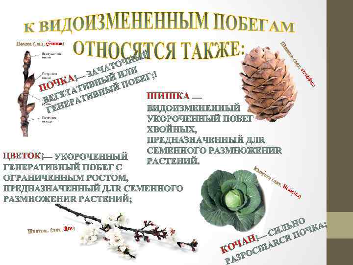 gémma ob str s ilu А К ПОЧ ШИШКА ЦВЕТОК Br áss ica flos