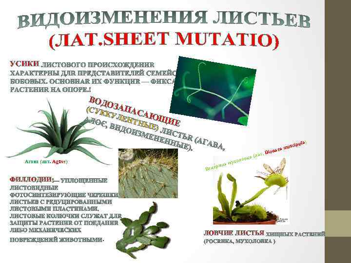 УСИКИ ВОД (СУК ОЗА П КУЛ АСА ЮЩ ИЕ НЫЕ ) ЕНТ s a