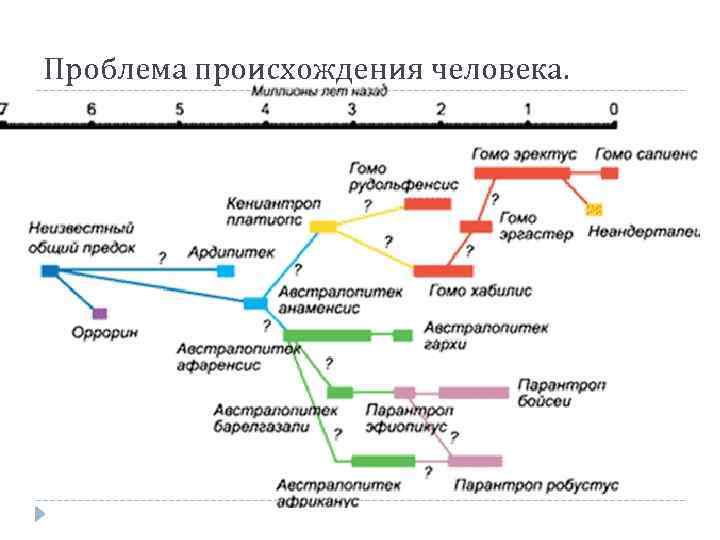 Проблема происхождения человека. 