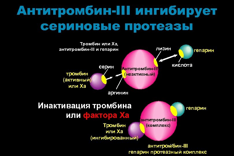 Антитромбин-III ингибирует сериновые протеазы Тромбин или Xa, антитромбин-III и гепарин серин тромбин (активный) или
