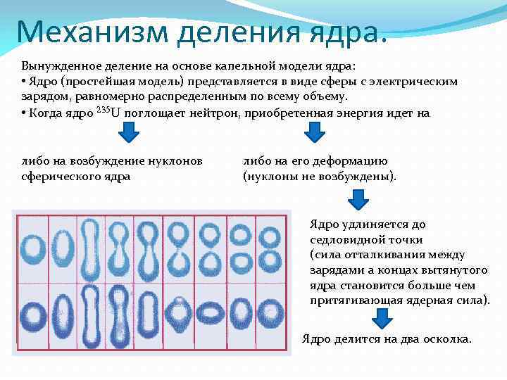 Механизм деления ядра. Вынужденное деление на основе капельной модели ядра: • Ядро (простейшая модель)