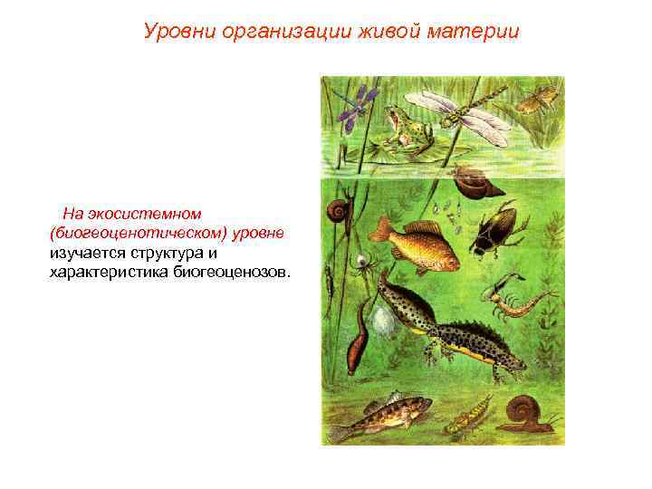 Уровни организации живой материи На экосистемном (биогеоценотическом) уровне изучается структура и характеристика биогеоценозов. 