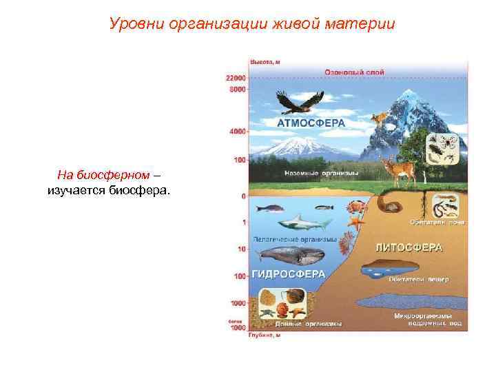 Уровни организации живой материи На биосферном – изучается биосфера. 