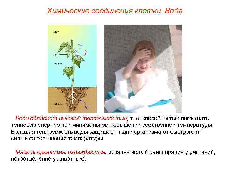 Химические соединения клетки. Вода обладает высокой теплоемкостью, т. е. способностью поглощать тепловую энергию при