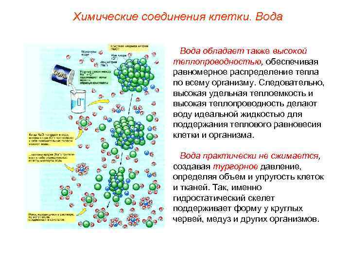 Химические соединения клетки. Вода обладает также высокой теплопроводностью, обеспечивая равномерное распределение тепла по всему