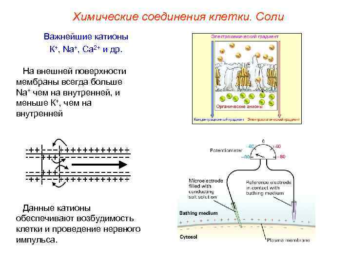 Химические соединения клетки. Соли Важнейшие катионы К+, Na+, Ca 2+ и др. На внешней