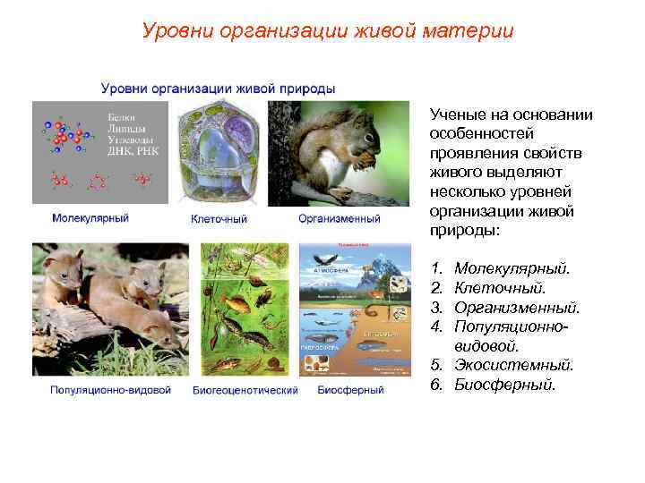 Уровни организации живой материи Ученые на основании особенностей проявления свойств живого выделяют несколько уровней