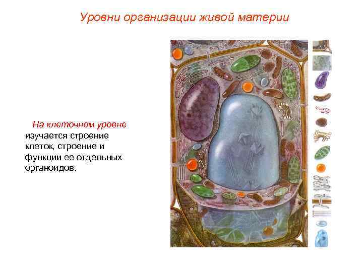 Уровни организации живой материи На клеточном уровне изучается строение клеток, строение и функции ее