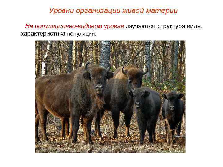 Уровни организации живой материи На популяционно-видовом уровне изучаются структура вида, характеристика популяций. 