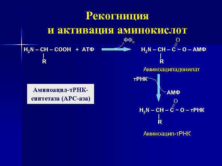 Фермент участвующий в рекогниции. Процесс активации аминокислот биохимия. Реакция активации аминокислот. Активация и рекогниция аминокислот. Этапы активации аминокислот.