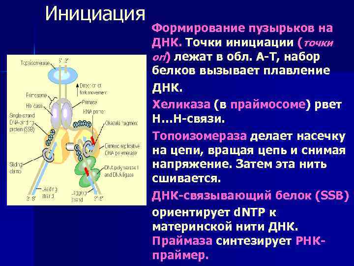 Ssb белок. Инициация ДНК. ДНК биохимия. Инициация синтеза ДНК. Точка инициации.