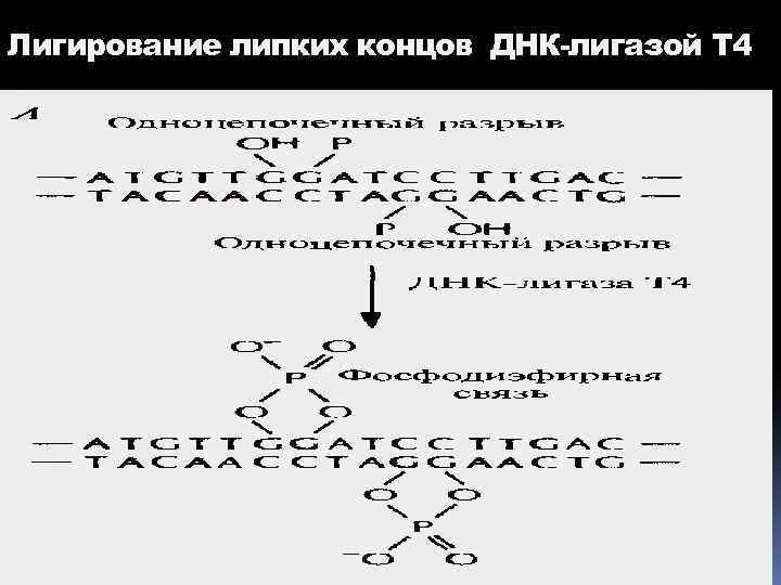 Лигирование липких концов ДНК-лигазой Т 4 