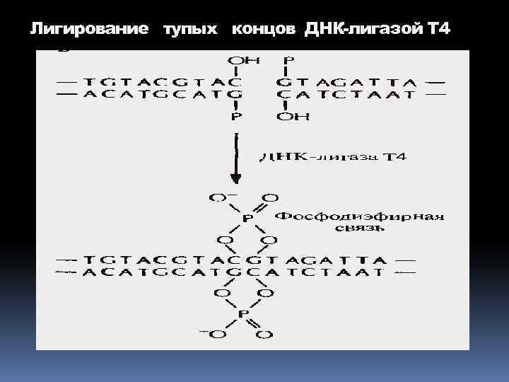 Лигирование тупых концов ДНК-лигазой Т 4 