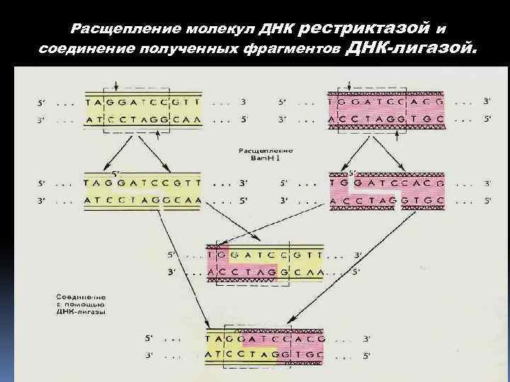 Расщепление молекул ДНК рестриктазой и соединение полученных фрагментов ДНК-лигазой. 