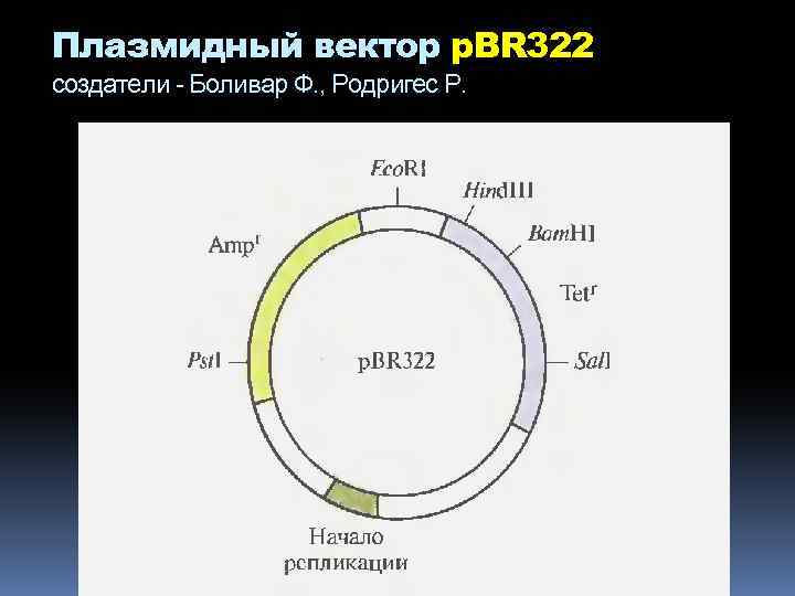 Плазмидный вектор p. BR 322 создатели - Боливар Ф. , Родригес Р. 