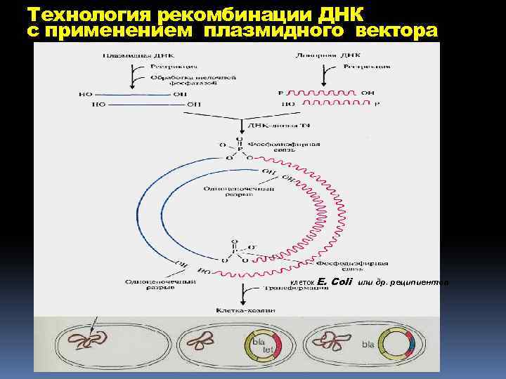 Технология рекомбинации ДНК с применением плазмидного вектора клеток E. Coli или др. реципиентов 