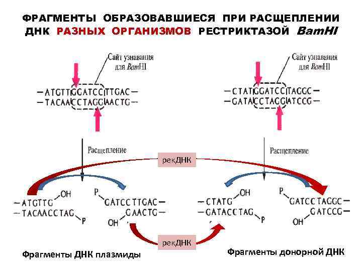 ФРАГМЕНТЫ ОБРАЗОВАВШИЕСЯ ПРИ РАСЩЕПЛЕНИИ ДНК РАЗНЫХ ОРГАНИЗМОВ РЕСТРИКТАЗОЙ Bam. HI рек. ДНК Фрагменты ДНК