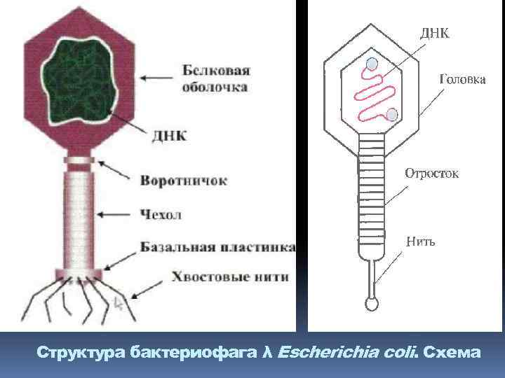 Структура бактериофага λ Escherichia coli. Схема 