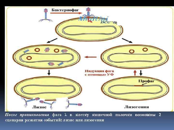 После проникновения фага λ в клетку кишечной палочки возможны 2 сценария развития событий: лизис