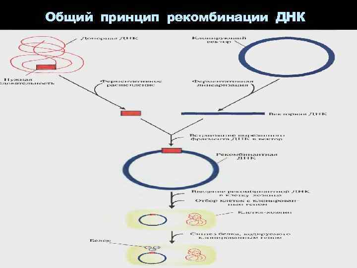 Общий принцип рекомбинации ДНК 