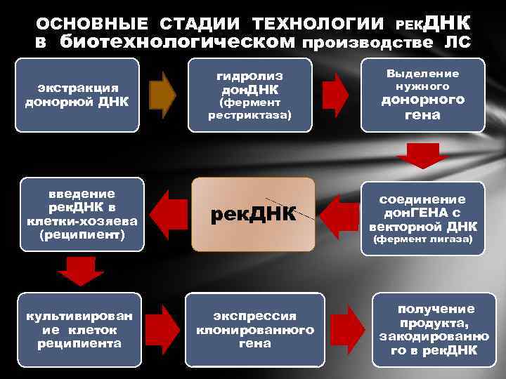 ОСНОВНЫЕ СТАДИИ ТЕХНОЛОГИИ РЕКДНК в биотехнологическом производстве ЛС экстракция донорной ДНК гидролиз дон. ДНК