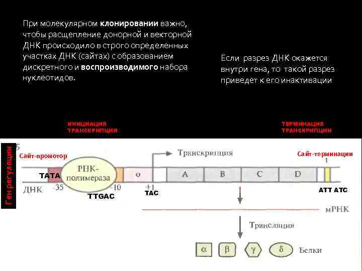 При молекулярном клонировании важно, чтобы расщепление донорной и векторной ДНК происходило в строго определенных