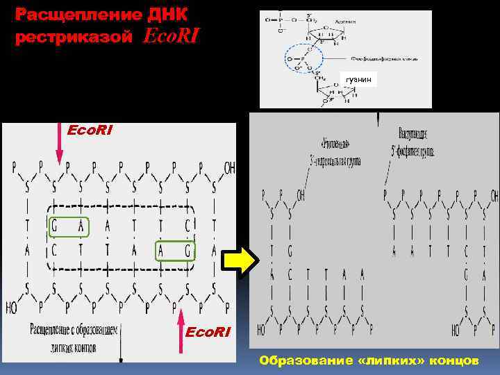 Расщепление ДНК рестриказой Eco. RI гуанин Eco. RI Образование «липких» концов 