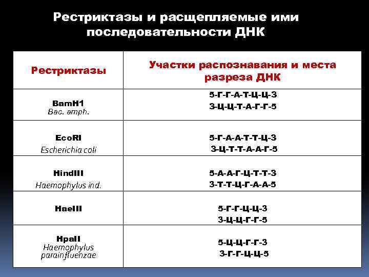 Рестриктазы и расщепляемые ими последовательности ДНК Рестриктазы Ваm. H 1 Bac. amph. Есо. RI