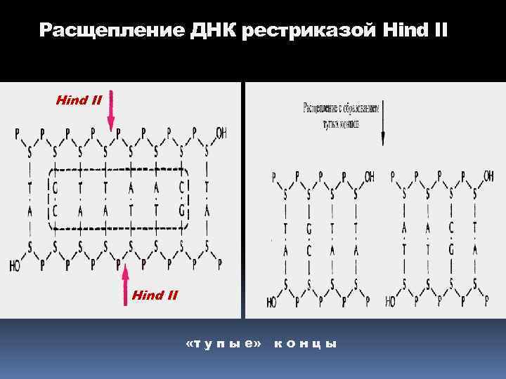 Расщепление ДНК рестриказой Hind II «т у п ы е» к о н ц