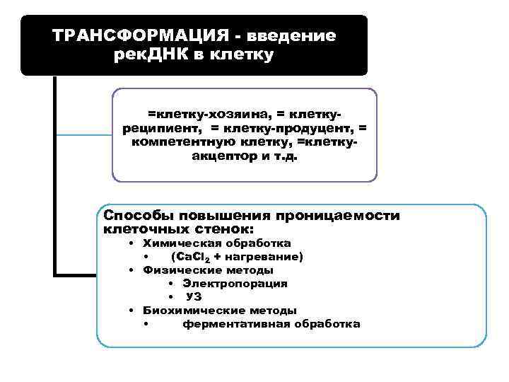 ТРАНСФОРМАЦИЯ - введение рек. ДНК в клетку =клетку-хозяина, = клеткуреципиент, = клетку-продуцент, = компетентную