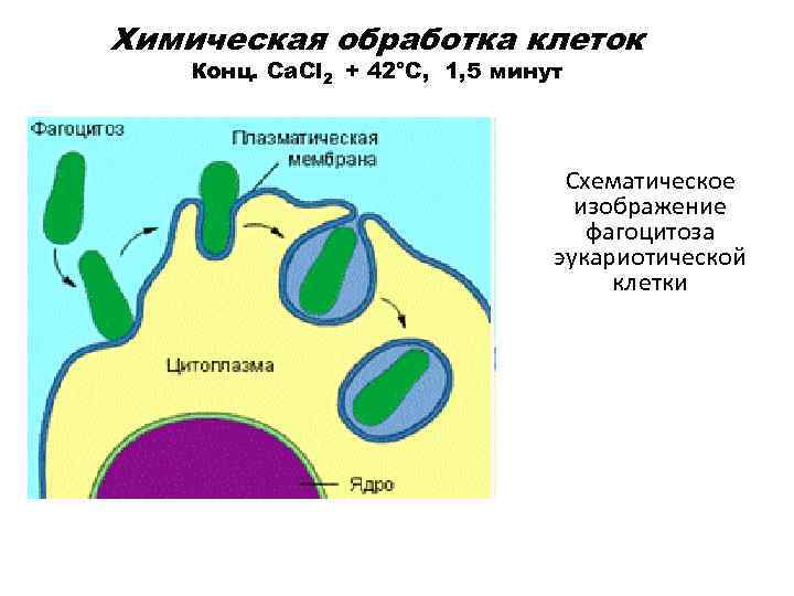 Химическая обработка клеток Конц. Са. Сl 2 + 42°С, 1, 5 минут Схематическое изображение