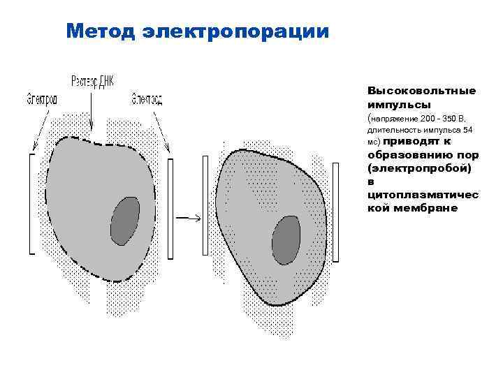 Метод электропорации Высоковольтные импульсы (напряжение 200 - 350 В, длительность импульса 54 мс) приводят