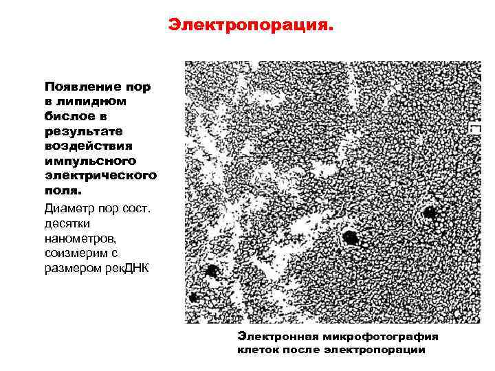 Электропорация. Появление пор в липидном бислое в результате воздействия импульсного электрического поля. Диаметр пор