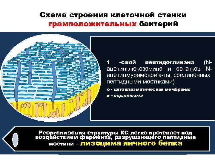 Схема строения клеточной стенки грамположительных бактерий 1 -слой пептидогликана (N- ацетилглюкозамина и остатков Nацетилмурамовой