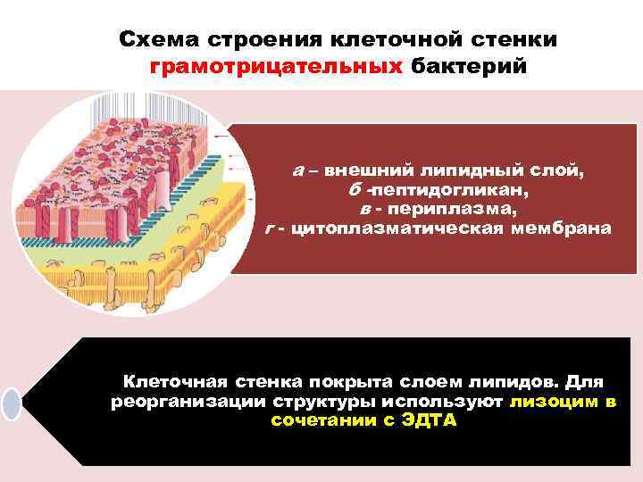 Схема строения клеточной стенки грамотрицательных бактерий а – внешний липидный слой, б -пептидогликан, в