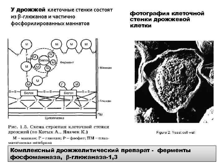 У дрожжей клеточные стенки состоят из β-глюканов и частично фосфорилированных маннатов фотография клеточной стенки