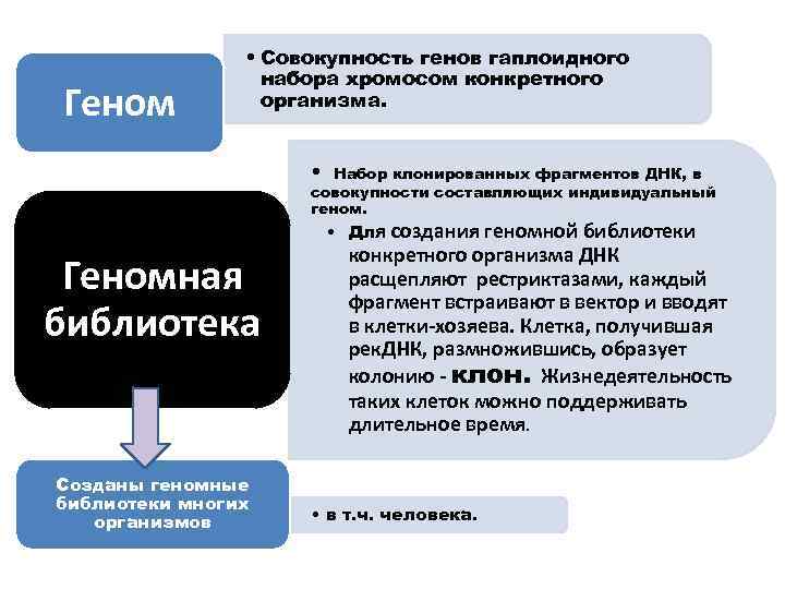 Геном • Совокупность генов гаплоидного набора хромосом конкретного организма. • Набор клонированных фрагментов ДНК,