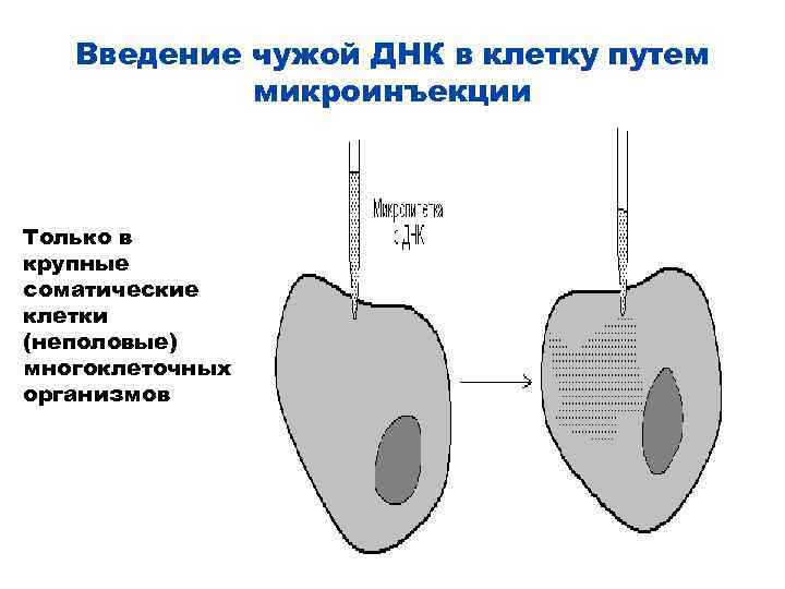 Введение чужой ДНК в клетку путем микроинъекции Только в крупные соматические клетки (неполовые) многоклеточных