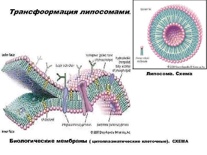 Трансфоормация липосомами. Липосома. Схема Биологические мембраны ( цитоплазматические клеточные). СХЕМА 