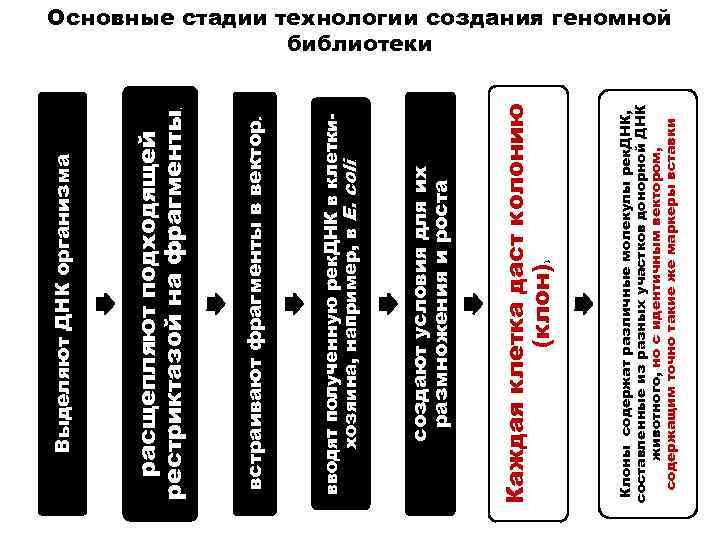 р , Клоны содержат различные молекулы рек. ДНК, составленные из разных участков донорной ДНК