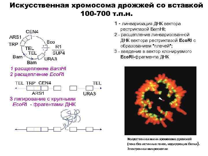 Искусственная хромосома дрожжей со вставкой 100 -700 т. п. н. 1 - линеаризация ДНК