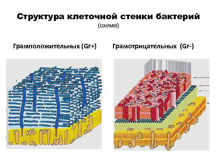 Клетка бактерии стенка. Строение клеточной стенки бактерий. Функции клеточной стенки грамположительных бактерий. Клеточная стенка грамположительных бактерий схема. Состав клеточной стенки бактерий.