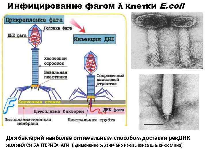 Инфицирование фагом λ клетки E. coli Для бактерий наиболее оптимальным способом доставки рек. ДНК