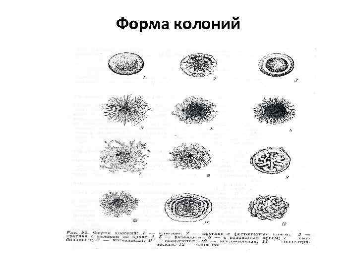 Форма колоний 