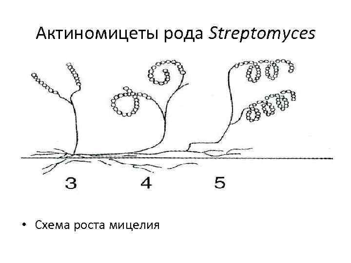 Актиномицеты рода Streptomyces • Схема роста мицелия 