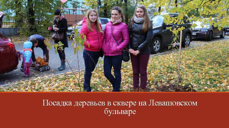 Посадка деревьев в сквере на Левашовском бульваре 