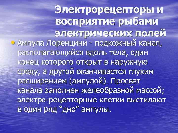 Электрорецепторы и восприятие рыбами электрических полей • Ампула Лоренцини - подкожный канал, располагающийся вдоль