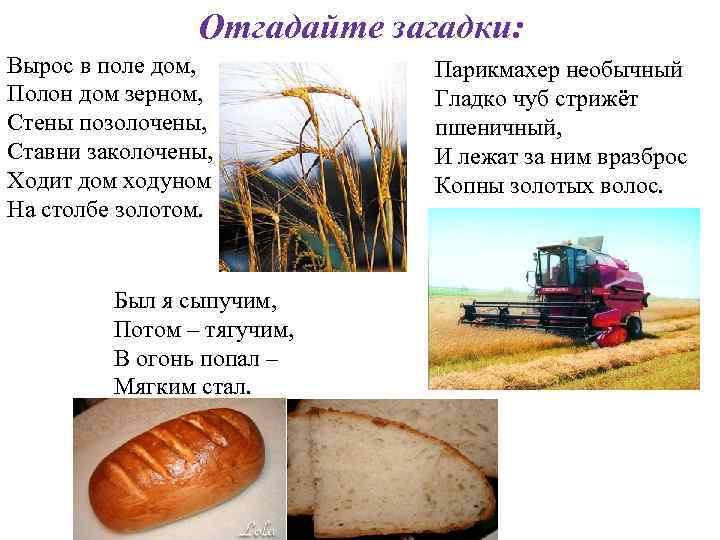 Отгадайте загадки: Вырос в поле дом, Полон дом зерном, Стены позолочены, Ставни заколочены, Ходит